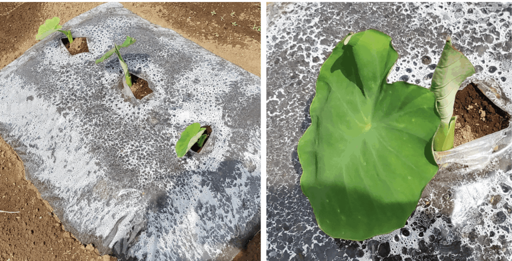 agricultural-training