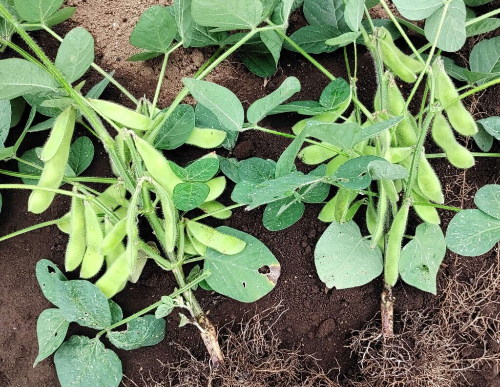 agricultural-training