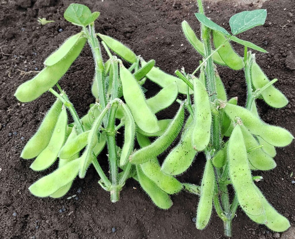 agricultural-training