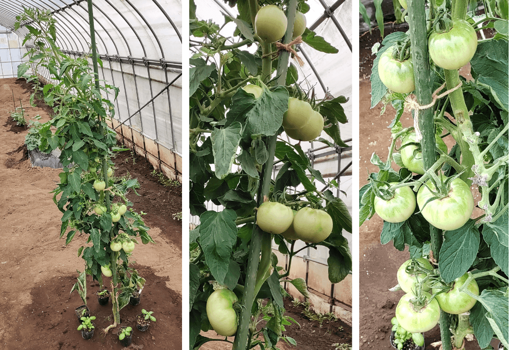 agricultural-training