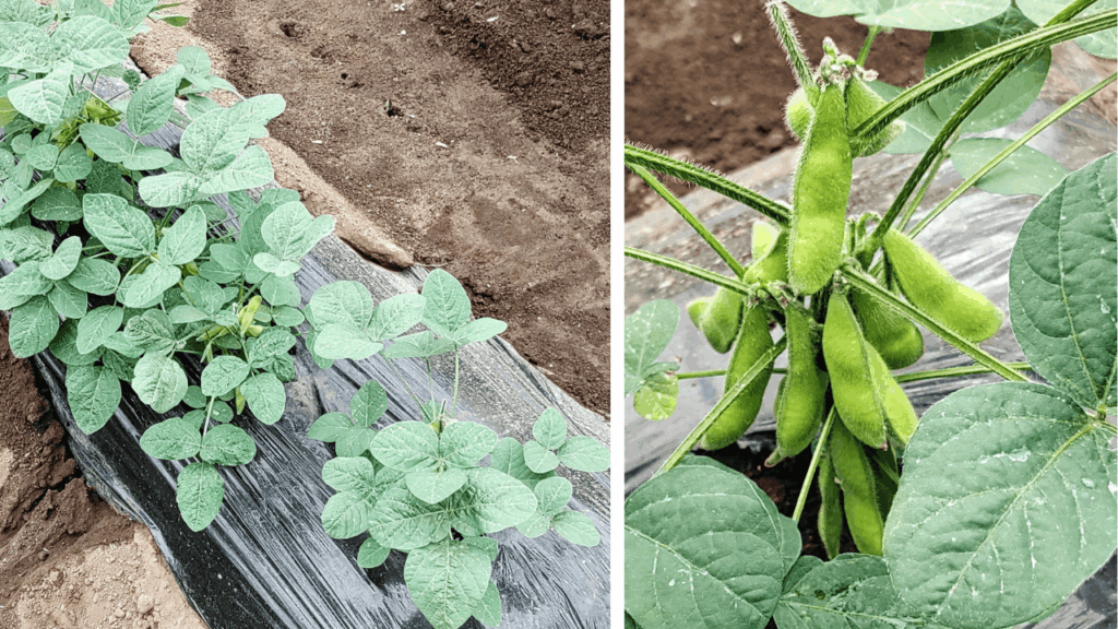 agricultural-training