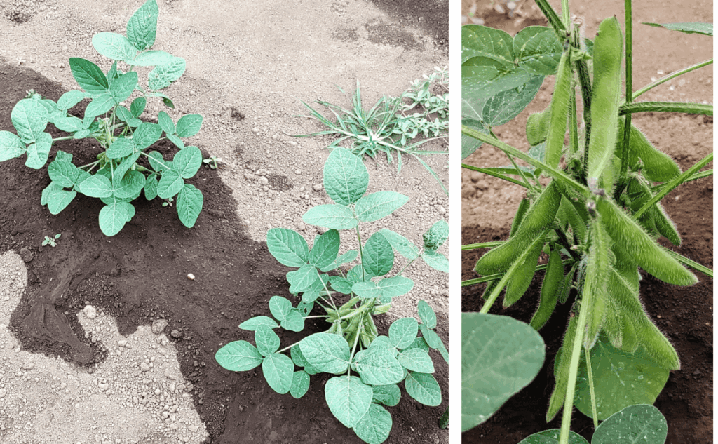 agricultural-training