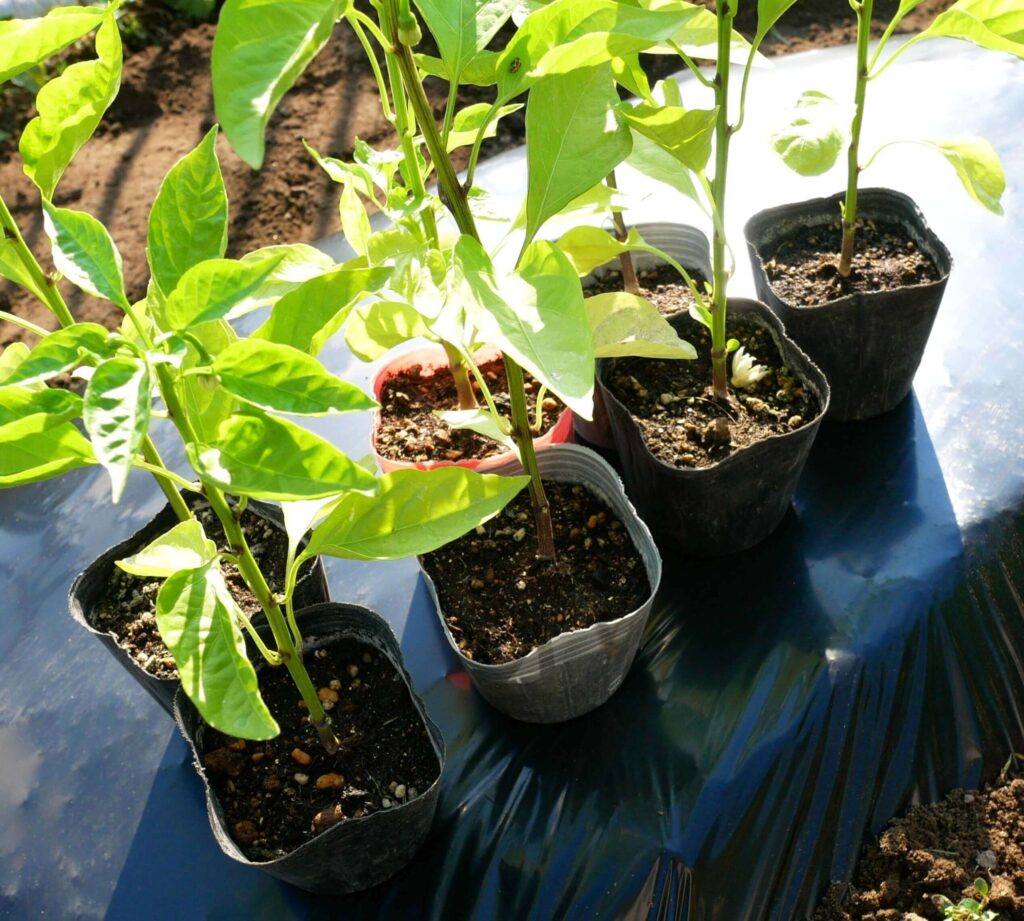 green-pepper