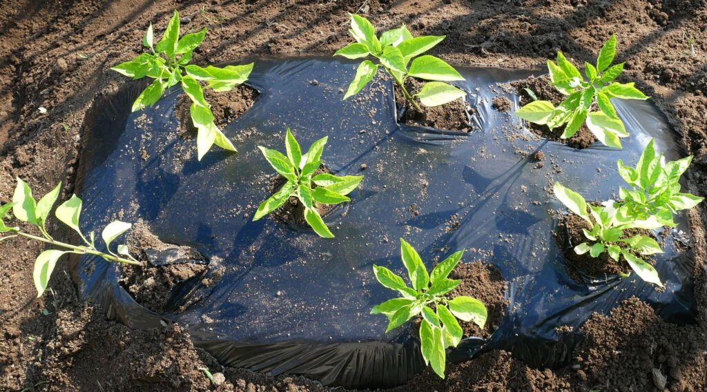 green-pepper