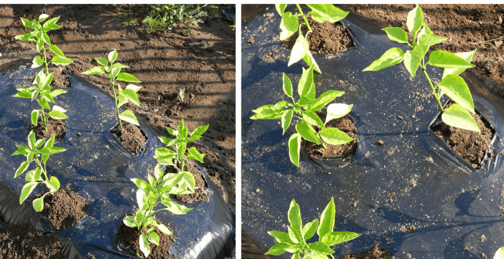 green-pepper
