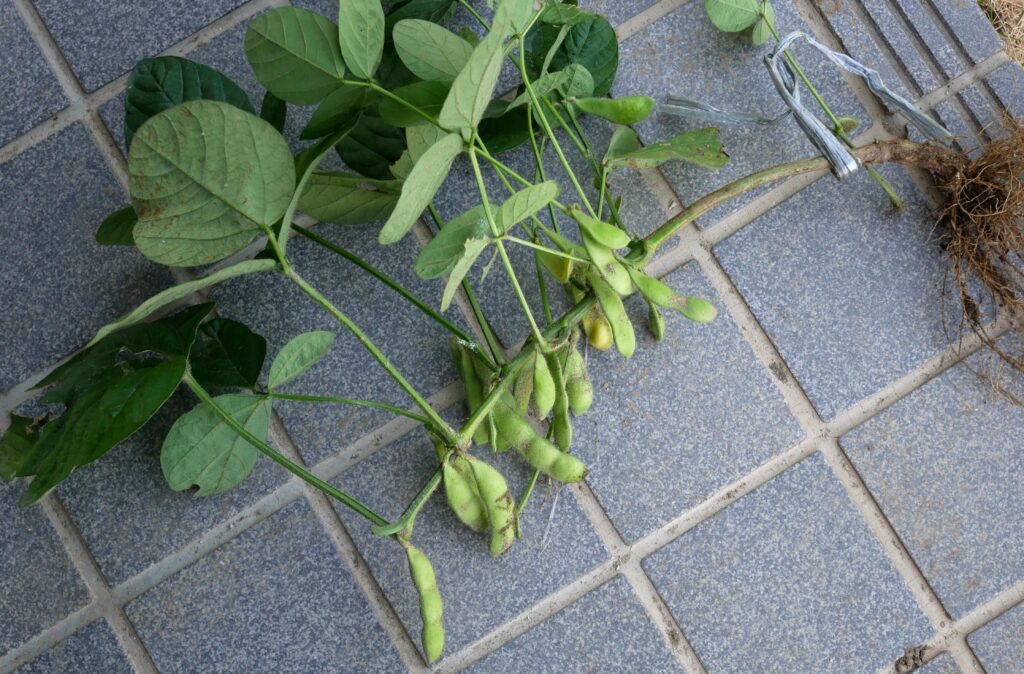 Edamame