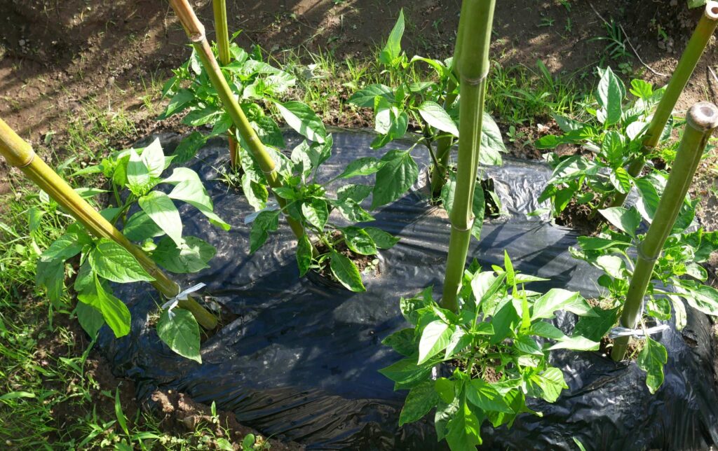 green-pepper