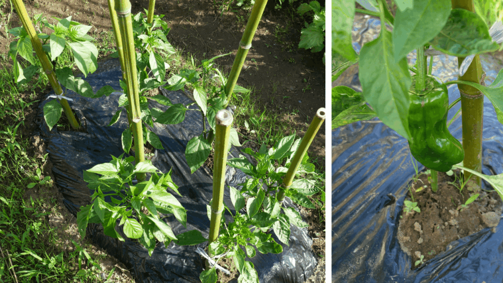 green-pepper