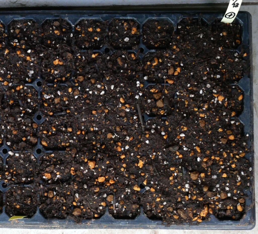 Long-eggplant