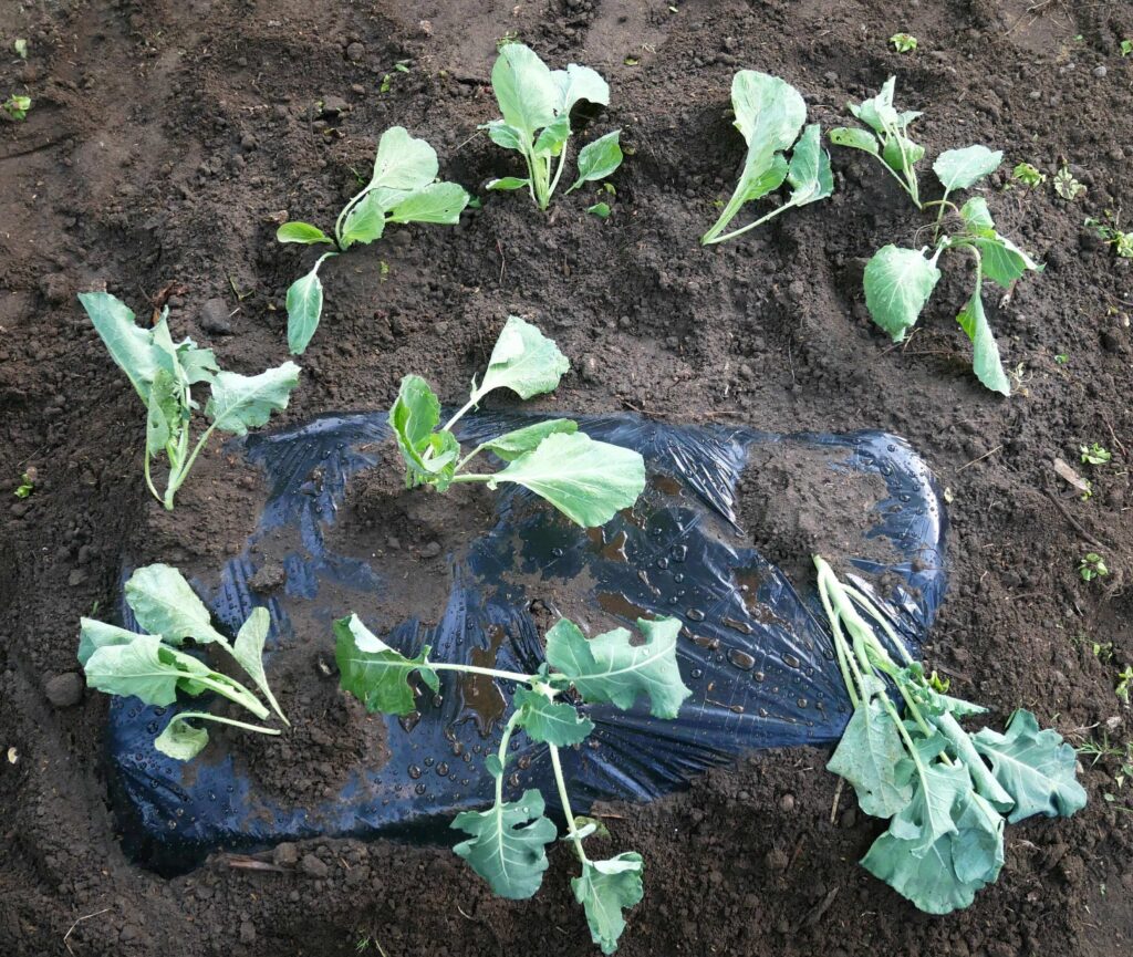 broccoli