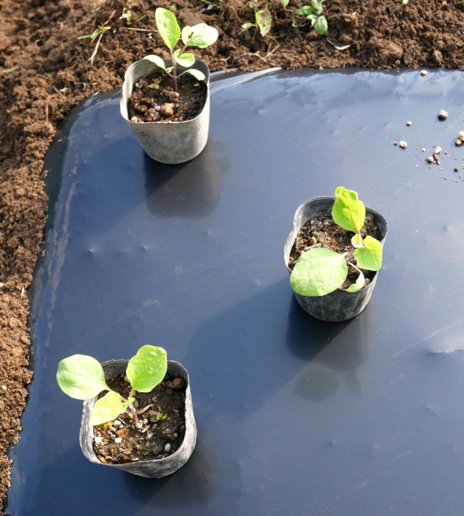 Long-eggplant