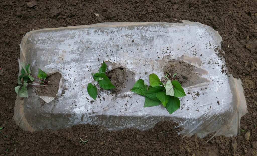 Sweet-potato