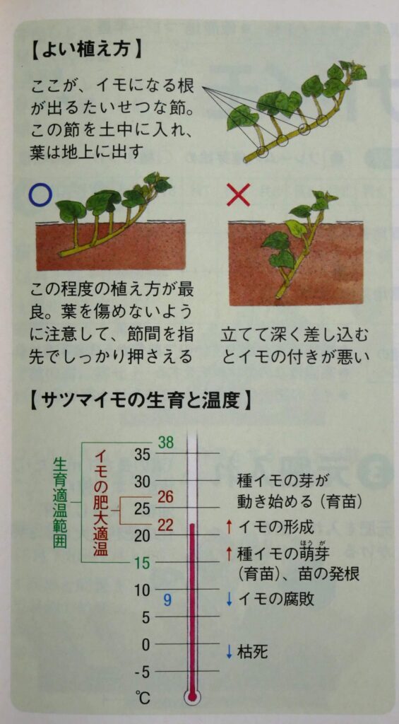Sweet-potato