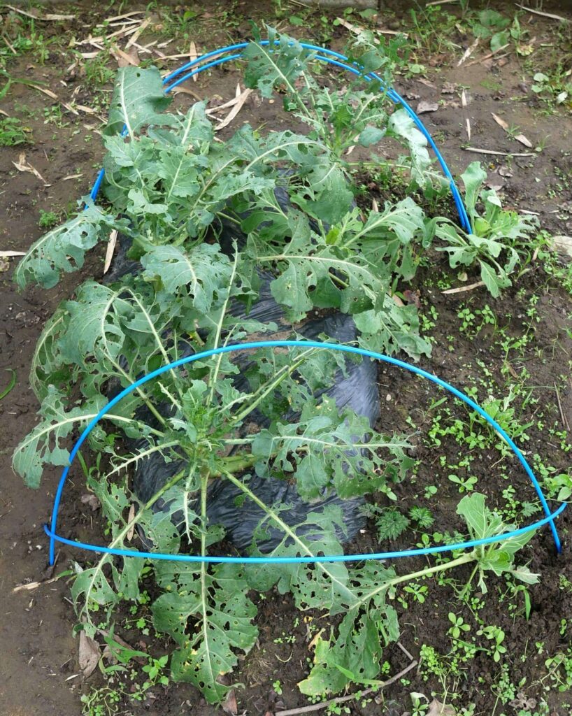 broccoli
