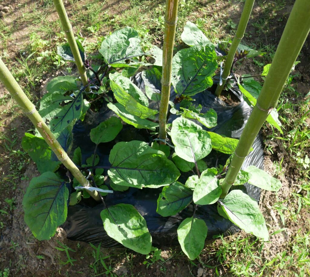 Long-eggplant