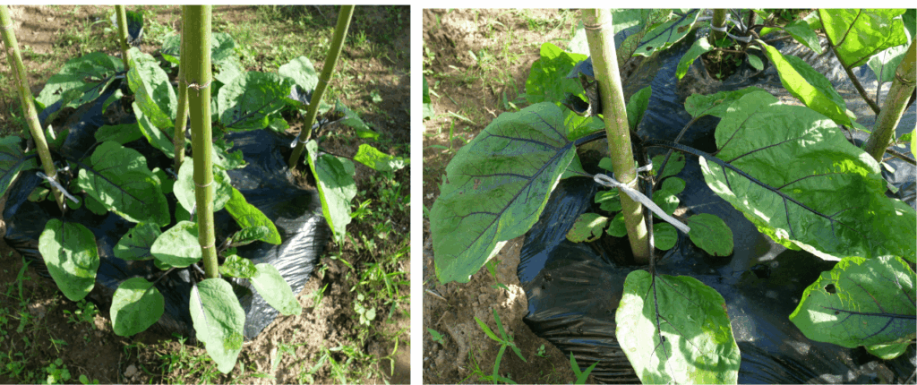 Long-eggplant
