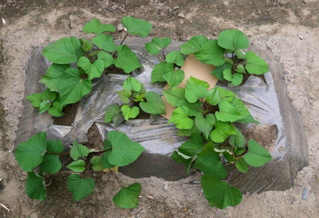 Sweet-potato