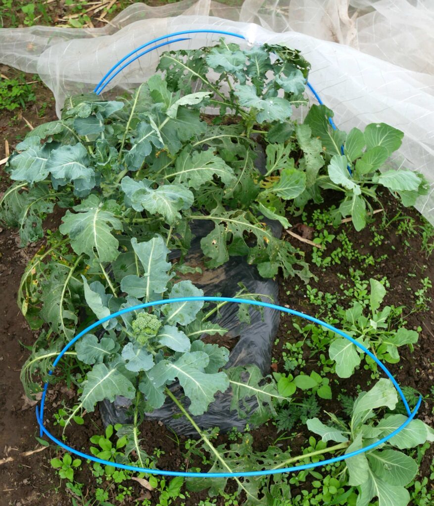 broccoli