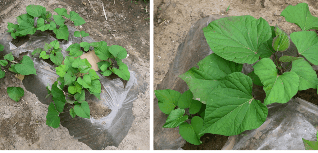 Sweet-potato