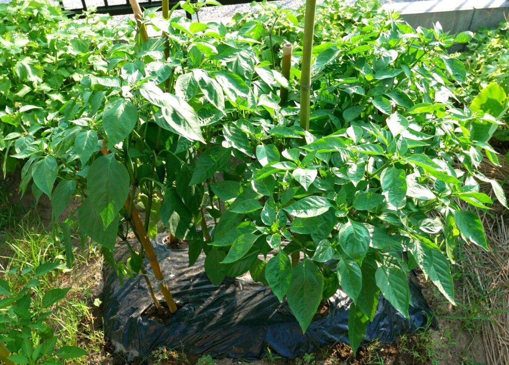 green-pepper