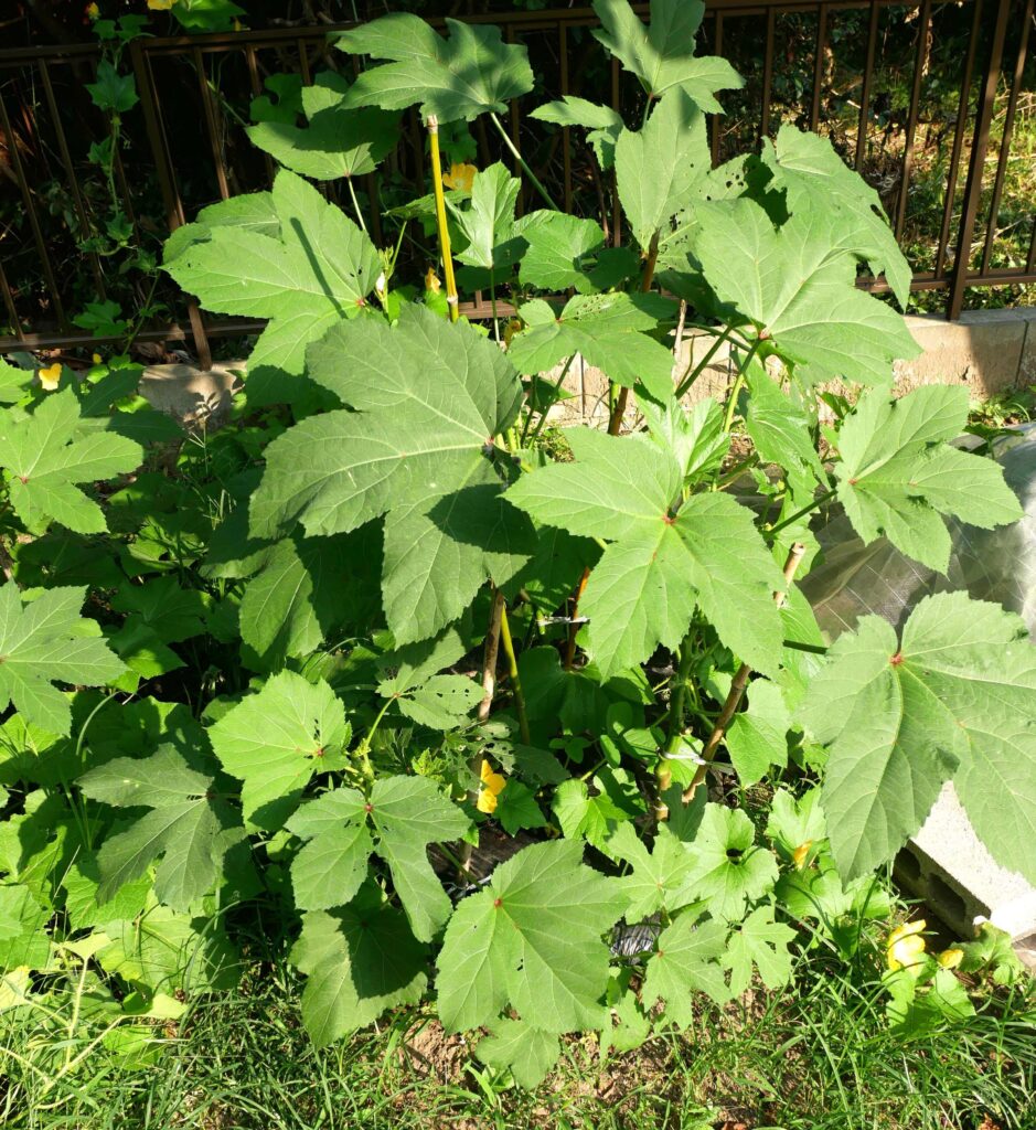 okra