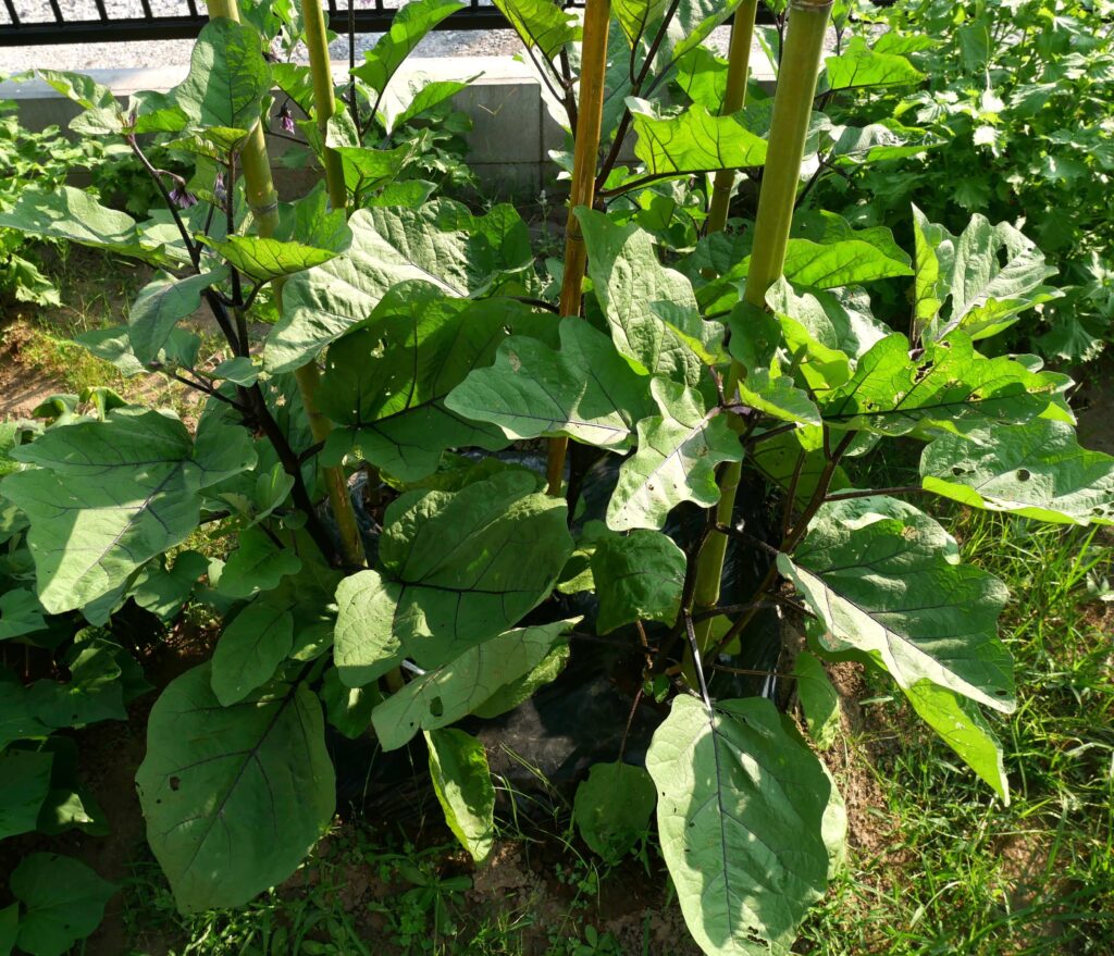Long-eggplant