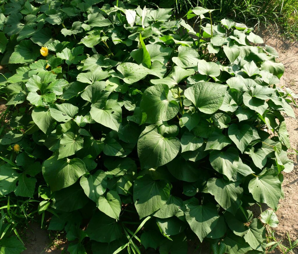 Sweet-potato