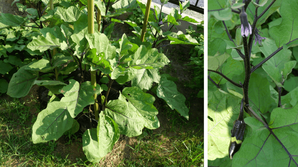 Long-eggplant