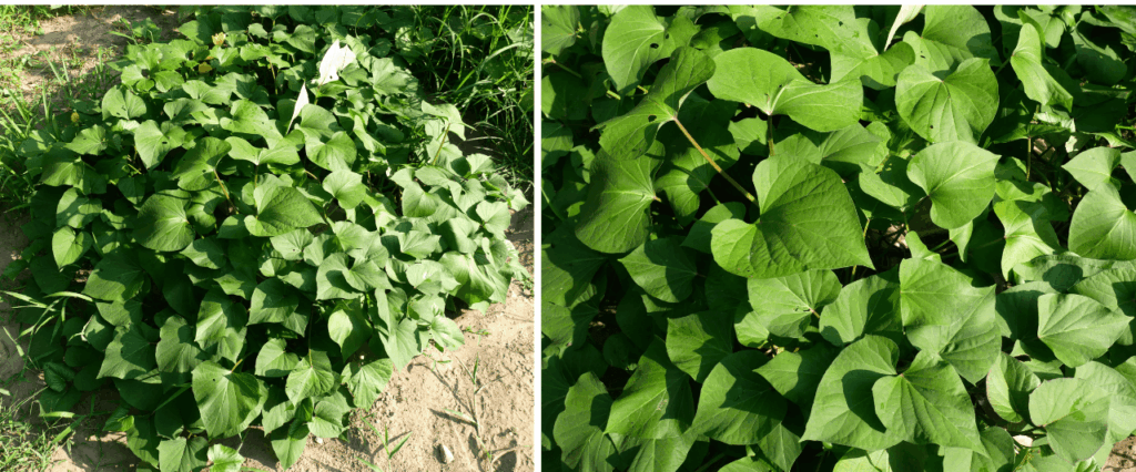 Sweet-potato