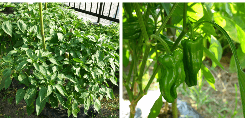 green-pepper