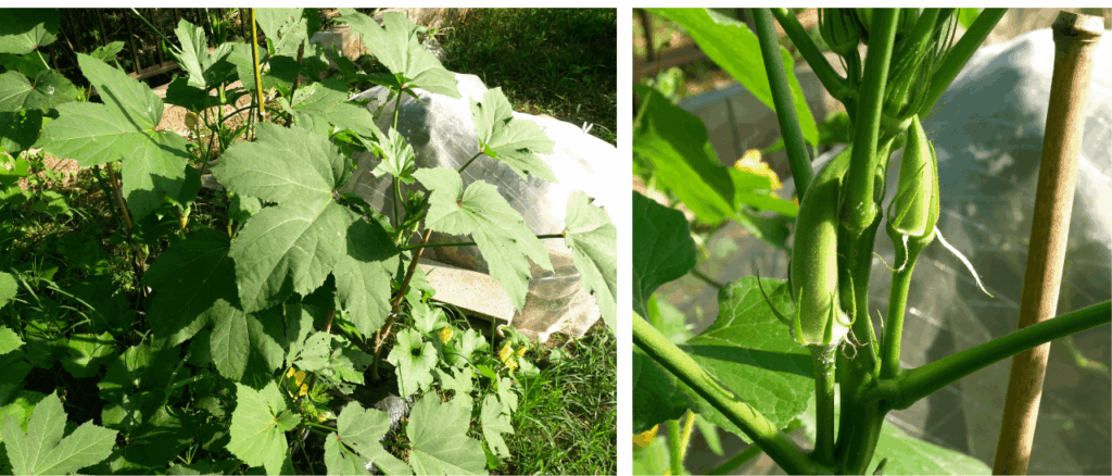 okra