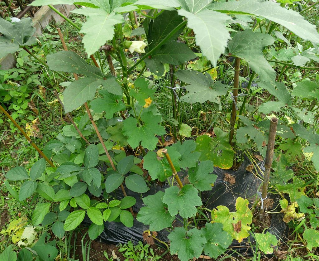 okra