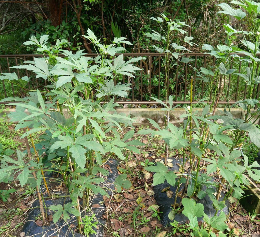 okra