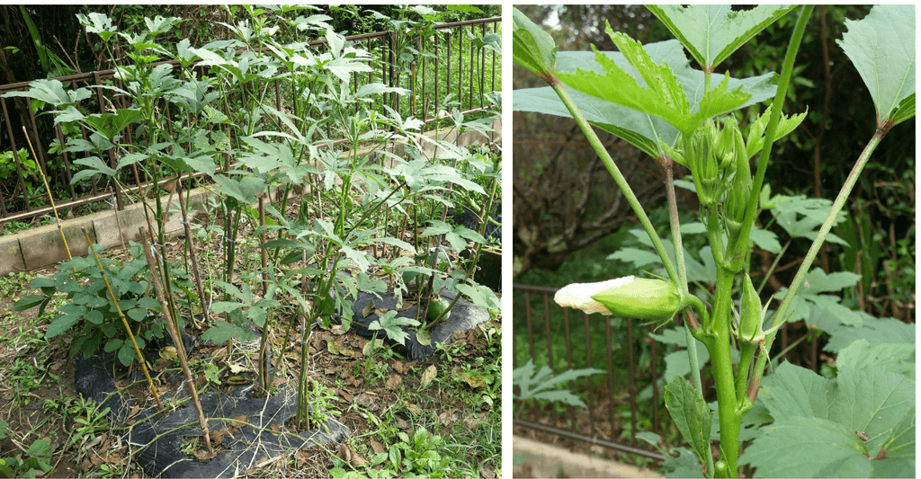 okra