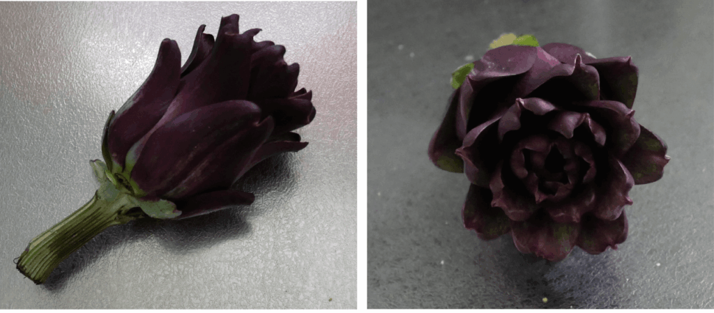 Artichoke
