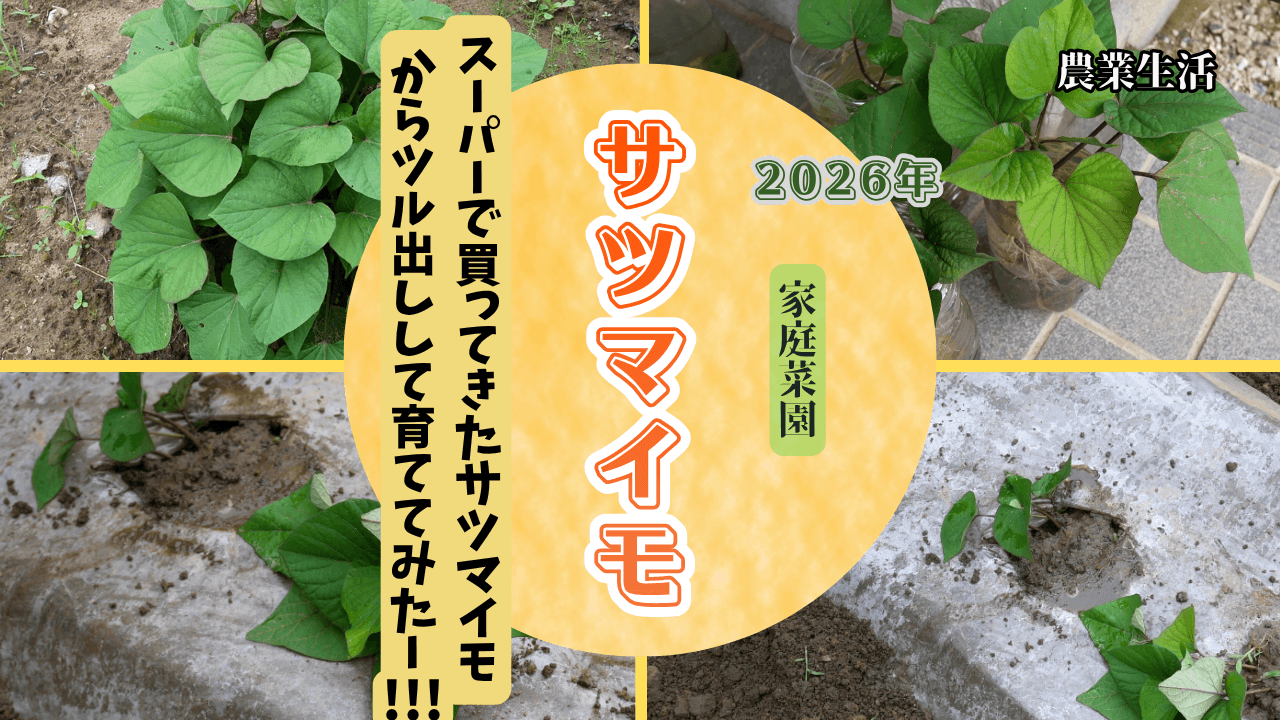 Sweet-potato