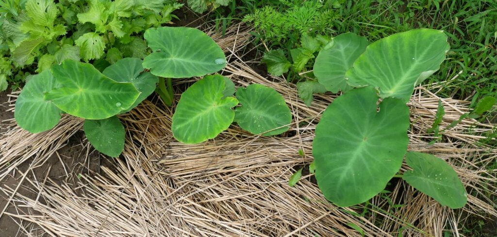 agricultural-training