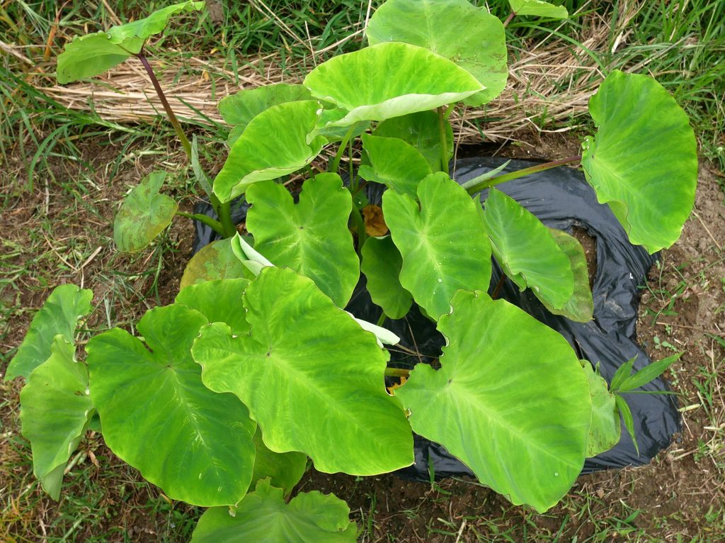 Taro