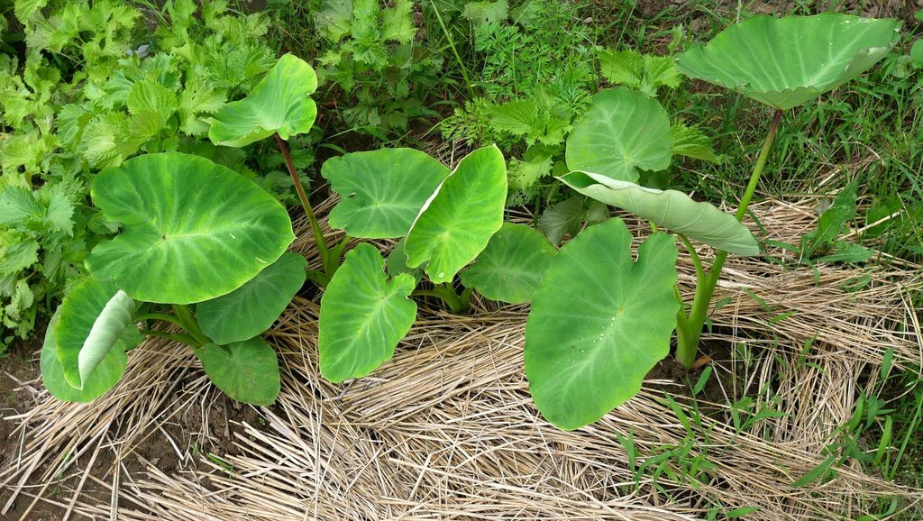 transplanting-taro