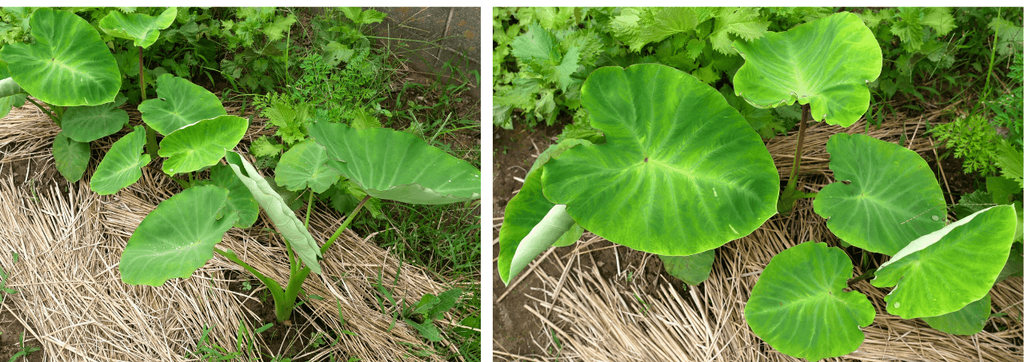 transplanting-taro