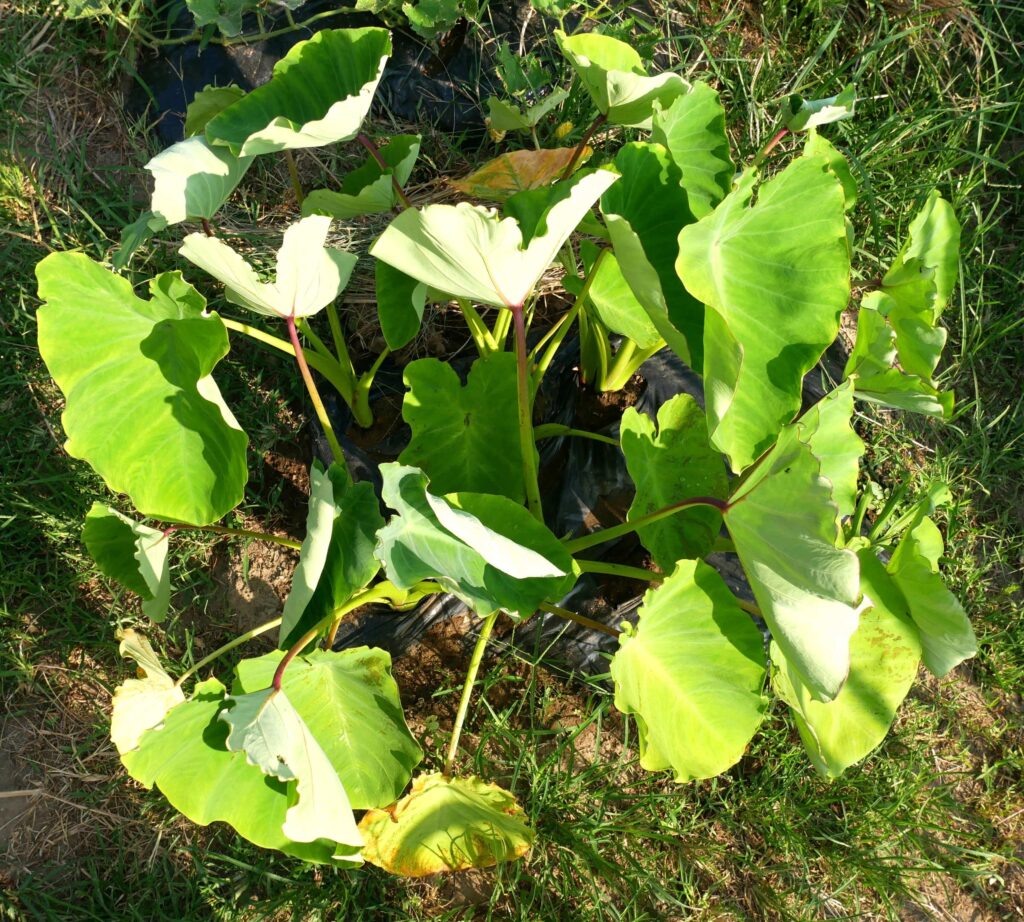 Taro
