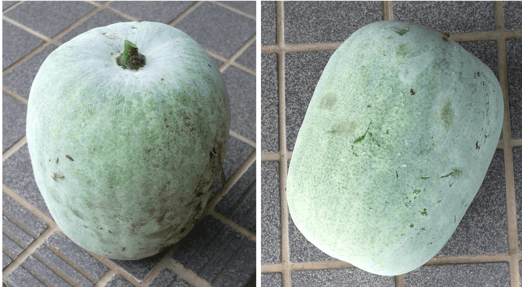 Winter-melon