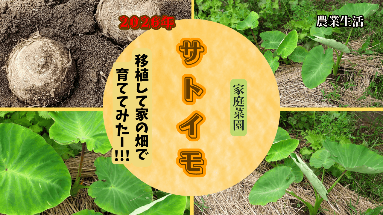 Transplanting-taro