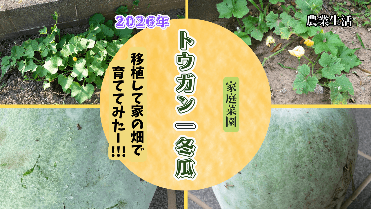 Winter-melon